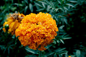 The incredibly beautiful flower head is made up of tiny petals that can have about 6 or 7 layers. African Marigold Better Homes Gardens