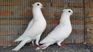 Kamu dapat mencari gallery semua gambar lainnya pada postingan lainnya resolusi tiap gambar atau foto tidak sama disebabkan dari bermacam macam sumber mohon memaklumi apabila ditemukan gambar tidak. Galeri Foto Terbaru Burung Merpati Hias Jual Ayam Hias