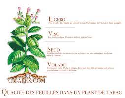 Maybe you would like to learn more about one of these? De La Plante Au Cigare Processus De Transformation Des Feuilles De Tabacs