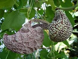 Maybe you would like to learn more about one of these? Botanischer Garten Uni Mainz Blog Pacer De