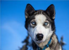 Husky pups need healthy, quality puppy food specified for their age and weight to grow up happy and healthy. The Husky Personality Revealed Are The Rumors True