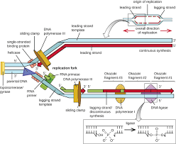 Replication And Processing Of Leading And Lagging End Telomeres. ( A )... |  Download Scientific Diagram