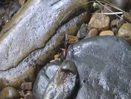 These aggressive ants have powerful rugged jaws that can tear apart the prey in just seconds. Biggest Ant In The World Stock Footage Video 100 Royalty Free 13012 Shutterstock