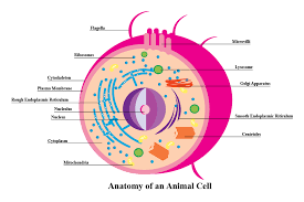 Jun 05, 2019 · the cell biology glossary is a good resource for finding succinct, practical, and meaningful biology definitions for various cell biology terms. Animal Cell Infographic On Behance