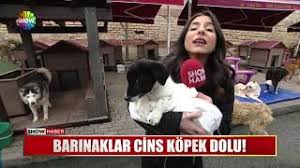 barinaklar cins kopek dolu youtube