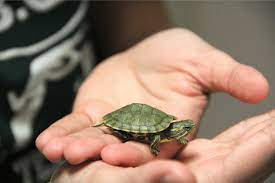 Many turtles that live on land are called box turtles because of their boxy shape. How To Take Care Of Baby Turtles Simple Beginners Guide Turtleowner Com