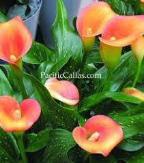 San Remo Calla Lilies Zantedeschia Calla Lily Calla Lily Bulbs
