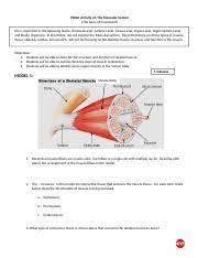 Pogil Muscles Contractions Doc Pogil Activity On The Muscular System The Basis Of Movement Life Is Organized In The Following Levels Chemical Course Hero