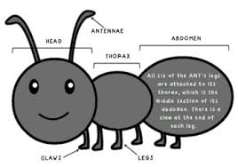 In this guide, we're going to identify common household bugs and pes. Insect Trivia Hunt By Inspire And Teach Au Teachers Pay Teachers