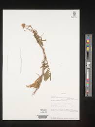 Image result for Acacia brevispica