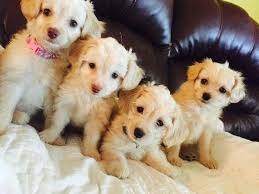 Chipoo Chihuahua And Toy Poodle Designer Mixed Breed For Only 350 Look At Them On Http Knoxville Craigslist Org Pet Puppies Chihuahua Mixed Breed