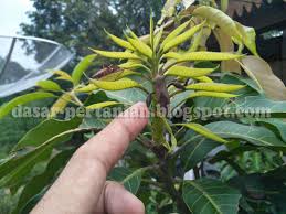 Cara mengurangi warna hijau pada daun aglonema. Penyakit Pohon Mangga Belajar Agribisnis