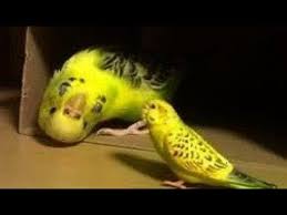 بادجي youtube fruit banana food