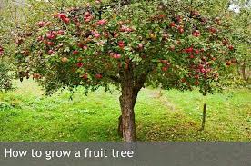 Maybe you would like to learn more about one of these? How To Grow A Fruit Tree Waltons Blog Waltons