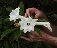 Image result for Ipomoea prismatosyphon