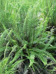 Image result for Blechnum