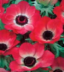 Image result for Anemone transvaalensis