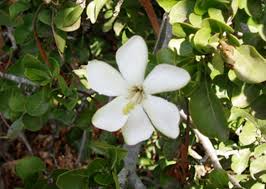 Image result for Gardenia cornuta