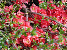 An attractive plant for the spring garden. Texas Scarlet Flowering Quince Minerva S Garden Blog