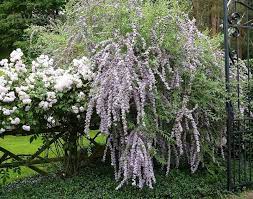 Full Size Picture Of Fountain Butterfly Bush Alternate Leaf Butterfly Bush Buddleja Alternifolia Buddleja Alternifolia Summer Hydrangeas Butterfly Bush