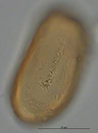 Image result for Vittaria elongata