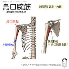 筋シリーズ 烏口腕筋 作用 肘関節屈曲 内転 起始 烏口突起 停止 上腕骨体 支配神経 筋皮神経 解剖学 運動器系国試対策セミナー アーカイブ版 厳選80問 全て画像による解説 セミナー動画 スライドpdfも有り 国試前の総仕上げ イメージ化 2021