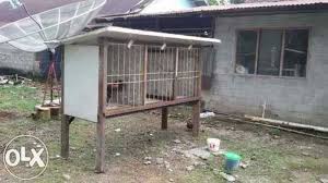 Berikut ini adalah refrensi kandang indukan yang sederhana dan biaya murah.silahkan mampir untuk menonton video saya lainnya.peternak merugi kalau ayam. 30 Kreasi Desain Kandang Ayam Bangkok Minimalis Gambar Membuat Kandang Ayam Sistem Postal Bahan Alumunium Kandangaya Desain Kandang Ayam Kandang Ayam Desain