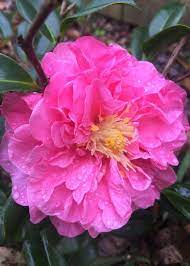 Egao Corkscrew Camellia Shop Online With Plantsbymail Com Camellia Plant Plants Eastern Redbud