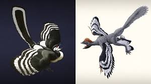 Image result for Rhynchotropis