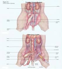 Banbor Velia Fetal Pig Dissection