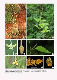 Image result for Platostoma montanum