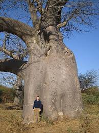 Image result for Adansonia digitata