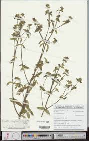 Image result for Dissotis congolensis