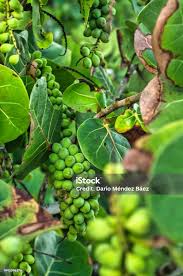 Image result for Coccoloba