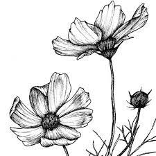 Floral Print Cosmos Flower Art Print Botanical Art Wall Etsy Floral Illustrations Flower Prints Art Flower Art Painting