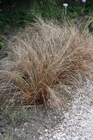 Fuchsrote Neuseeland Segge Carex Buchananii Garten Plants Grass