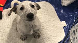 Mile high canine rescue, inc. At Capacity Animal Rescue Reports Record Puppy Returns As Pandemic Wanes Fox31 Denver