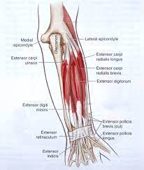Maybe you would like to learn more about one of these? Notes On Anatomy And Physiology One Big Tendon Anatomy Anatomy Reference Elbow Anatomy