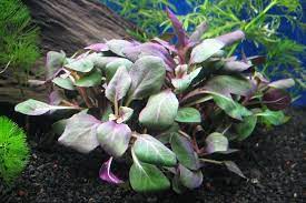 Lobelia Cardinalis Fish Plants Plants Freshwater Plants