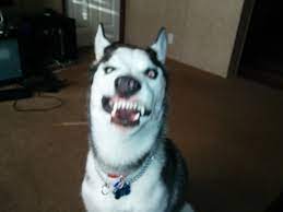 Dogs Caught Mid Sneeze