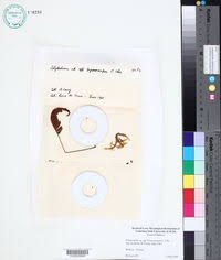 Image result for Pleopeltis  × simiana