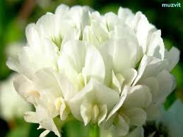 Image result for Trifolium isthmocarpum