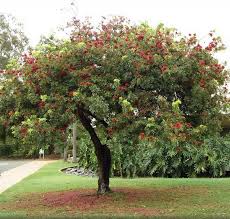 Image result for Schotia brachypetala