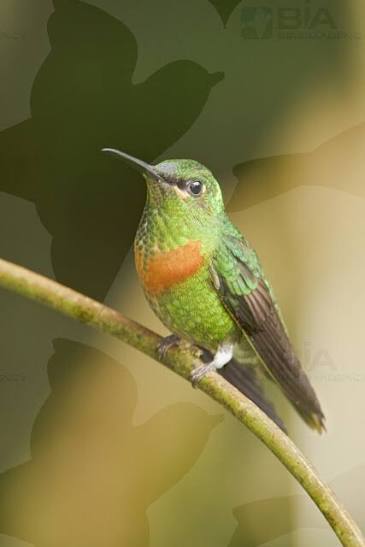 Rotbrust-Brillantkolibri - BIA birdimagency
