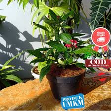Cara merawat bunga pentas lanceolata. Tanaman Hias Cantik Pentas Bunga Merah Pentas Lanceolata Red Shopee Indonesia