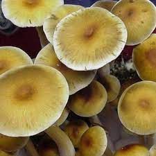 Premium Spores Best Hand Bred Cubensis Luminous Lucies Spore Mushroom Spores Stuffed Mushrooms