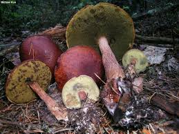Image result for Boletus projectelloides