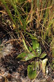 Image result for Buchnera subglabra