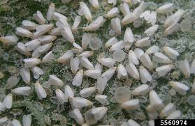 Image result for whitefly in cucumber