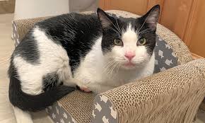 Stop by petco today for your los angeles pet supplies, and see for yourself that adoption habitats. Want To Adopt A Pet Here Are 7 Charming Cats To Adopt Now In Los Angeles Cbs Los Angeles